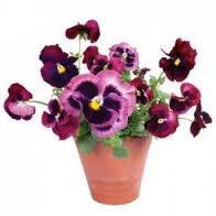 flat flower viooltjes eur 9,50 incl. btw