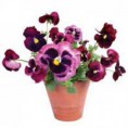 flat flower viooltjes eur 9,50 incl. btw
